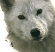 https://upforme.ru/uploads/000a/de/50/2496/62668.gif