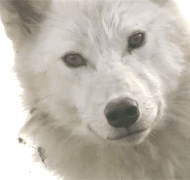 https://upforme.ru/uploads/000a/de/50/2496/69291.gif