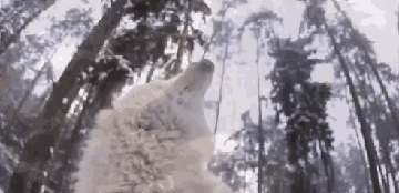 https://upforme.ru/uploads/000a/de/50/2575/t24356.gif