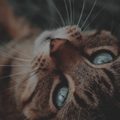 https://upforme.ru/uploads/000b/ad/25/6734/62488.png