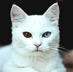 https://upforme.ru/uploads/000b/ad/25/9034/t566960.jpg