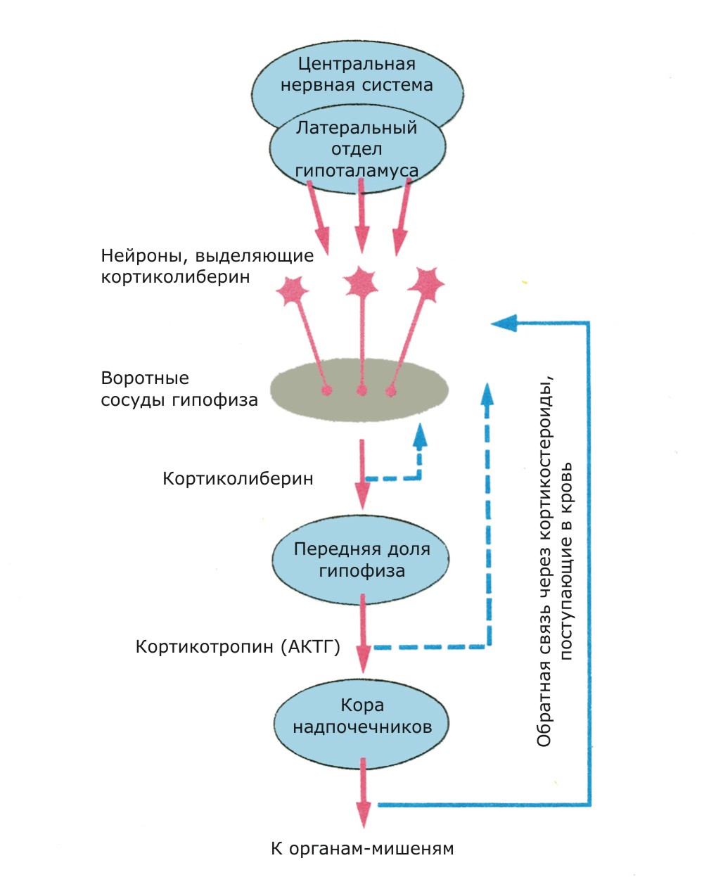 https://upforme.ru/uploads/000c/67/df/1104-2-f.jpg