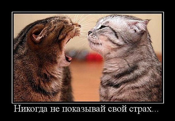 https://upforme.ru/uploads/000c/88/f8/4845-3-f.jpg