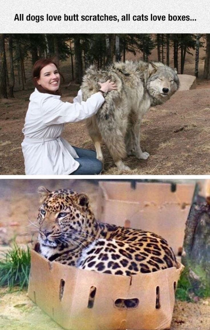 https://upforme.ru/uploads/000d/56/27/519/395304.jpg