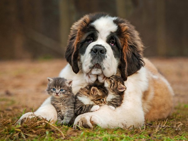 https://upforme.ru/uploads/000d/6b/61/4555/t311142.jpg