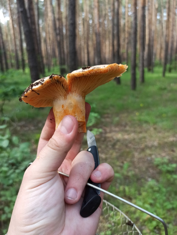 https://upforme.ru/uploads/000d/b5/96/1131/t505072.png