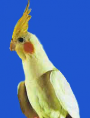 https://upforme.ru/uploads/000e/00/47/85-1.png