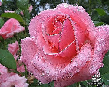 https://upforme.ru/uploads/000e/4e/24/1063/t676662.jpg
