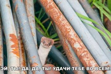 https://upforme.ru/uploads/000e/4e/24/1835/t901289.jpg