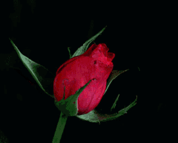 https://upforme.ru/uploads/000e/4e/24/1868/t897327.gif