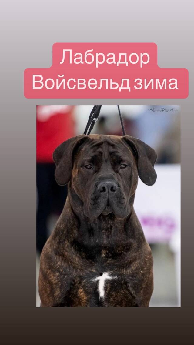https://upforme.ru/uploads/000e/c3/34/540/290664.jpg