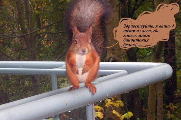 https://upforme.ru/uploads/000f/a0/99/259/t219012.jpg