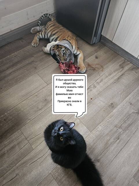 https://upforme.ru/uploads/000f/a0/99/259/t907647.jpg