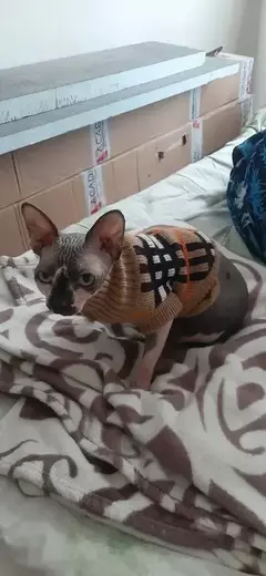 https://upforme.ru/uploads/000f/f6/ce/291/t100578.webp