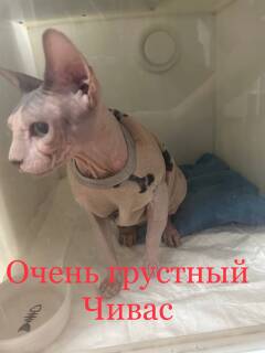 https://upforme.ru/uploads/000f/f6/ce/6/t826460.jpg