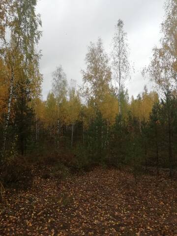https://upforme.ru/uploads/0010/52/00/1478/t803301.jpg