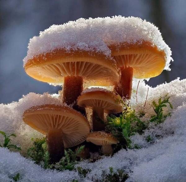 https://upforme.ru/uploads/0010/54/6f/1234/t687620.jpg