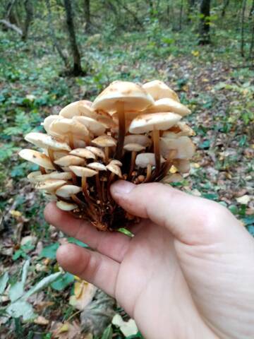 https://upforme.ru/uploads/0010/54/6f/2798/t529337.jpg