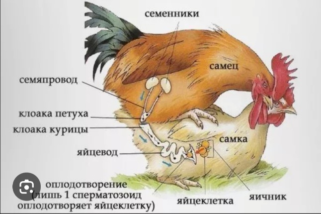 https://upforme.ru/uploads/0010/b8/af/4/150086.jpg