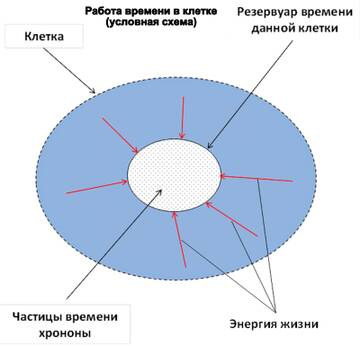 https://upforme.ru/uploads/0011/50/31/681/t579223.jpg