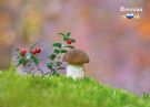 https://upforme.ru/uploads/0011/9c/2c/1595/t444517.jpg