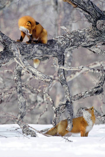 https://upforme.ru/uploads/0011/9c/2c/1726/t16274.jpg