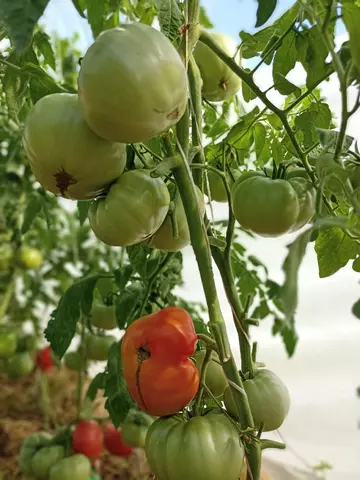 https://upforme.ru/uploads/0012/15/01/666/t619414.webp