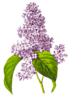 https://upforme.ru/uploads/0012/15/01/680/193100.png