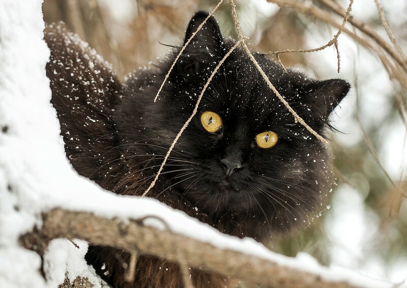 https://upforme.ru/uploads/0012/57/91/414/737178.jpg