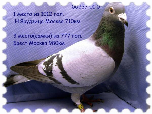 https://upforme.ru/uploads/0012/5a/ef/2/t749956.jpg