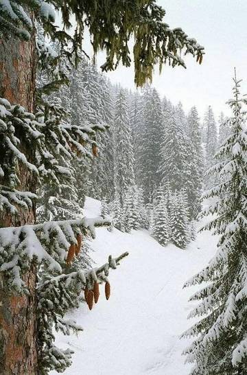 https://upforme.ru/uploads/0012/5a/ef/267/t32982.jpg