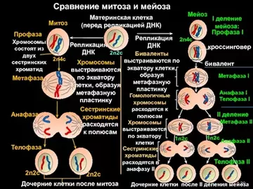 https://upforme.ru/uploads/0012/5a/ef/9/t969056.webp