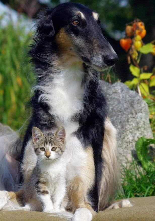 https://upforme.ru/uploads/0012/6e/7d/1844/154408.jpg