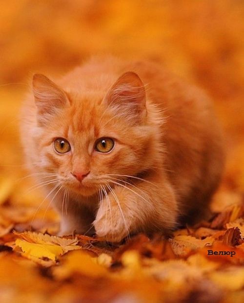 https://upforme.ru/uploads/0012/6e/7d/1844/246918.jpg