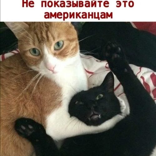 https://upforme.ru/uploads/0012/6e/7d/1844/622657.jpg