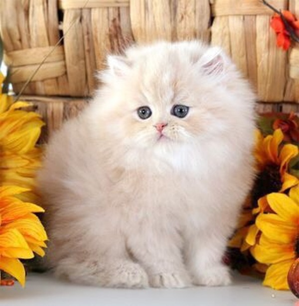 https://upforme.ru/uploads/0012/6e/7d/1844/711417.jpg