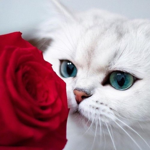 https://upforme.ru/uploads/0012/6e/7d/1844/75161.jpg