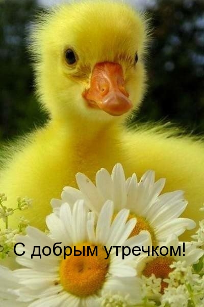 https://upforme.ru/uploads/0012/6e/7d/1850/108418.jpg