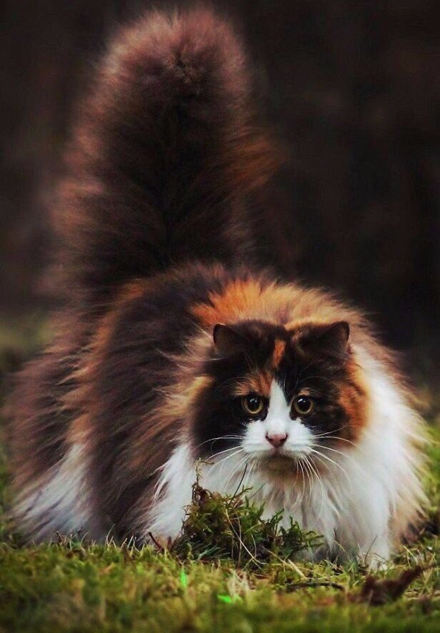 https://upforme.ru/uploads/0012/6e/7d/834/11260.jpg