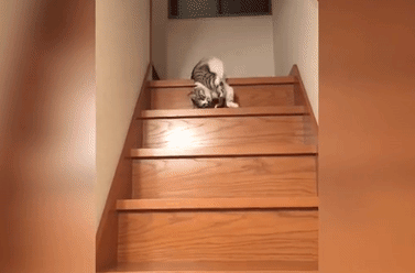 https://upforme.ru/uploads/0012/fa/8d/54/661476.gif