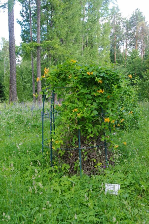 https://upforme.ru/uploads/0013/1f/fe/105/t308932.jpg