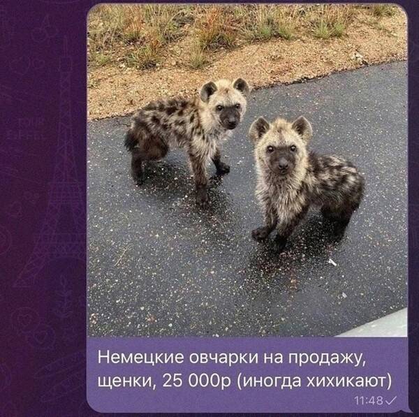 https://upforme.ru/uploads/0013/1f/fe/105/t309012.jpg