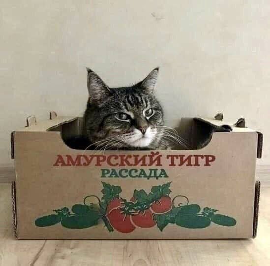 https://upforme.ru/uploads/0013/1f/fe/105/t916818.jpg