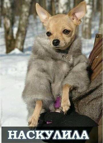 https://upforme.ru/uploads/0013/1f/fe/82/t405870.jpg