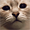 https://upforme.ru/uploads/0013/63/cd/2/933368.png