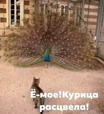 https://upforme.ru/uploads/0014/14/57/2048/t321420.jpg