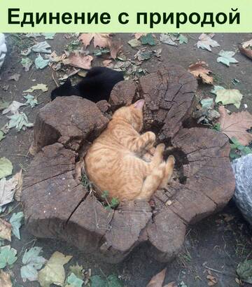 https://upforme.ru/uploads/0014/14/57/2048/t582340.jpg