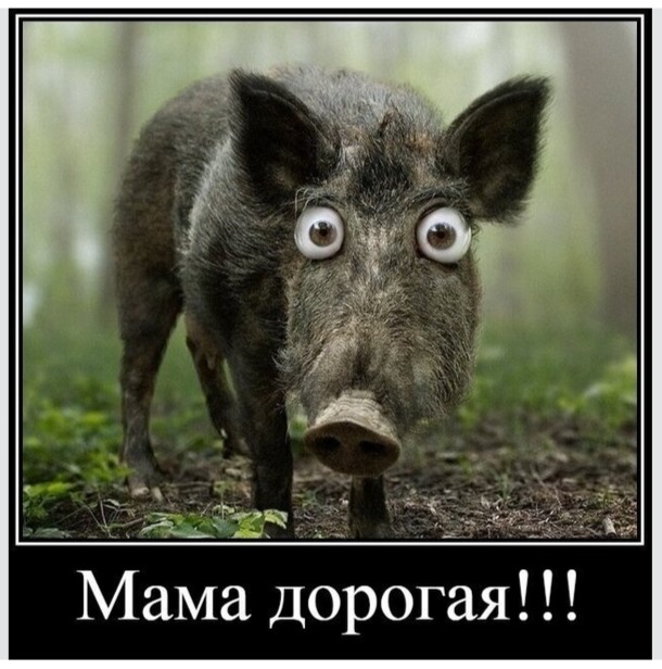 https://upforme.ru/uploads/0014/1d/02/26/166117.jpg