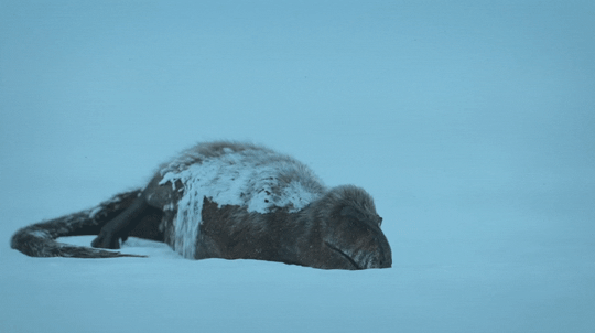 https://upforme.ru/uploads/0015/9b/21/2/t966321.gif