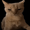 https://upforme.ru/uploads/0015/e5/b7/3090/250859.gif